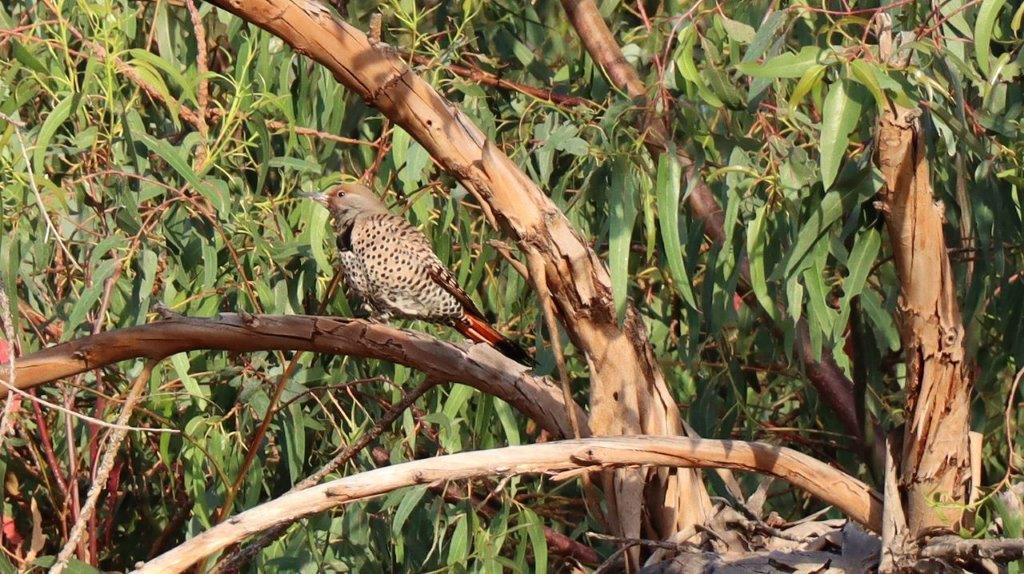 A bird on a branch

Description automatically generated