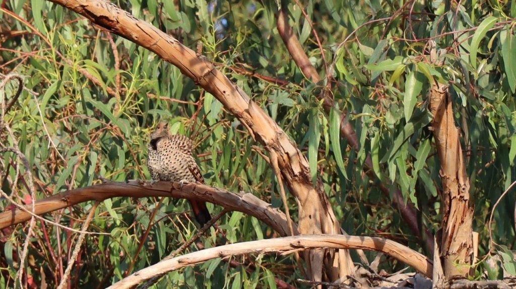 A bird sitting on a branch

Description automatically generated