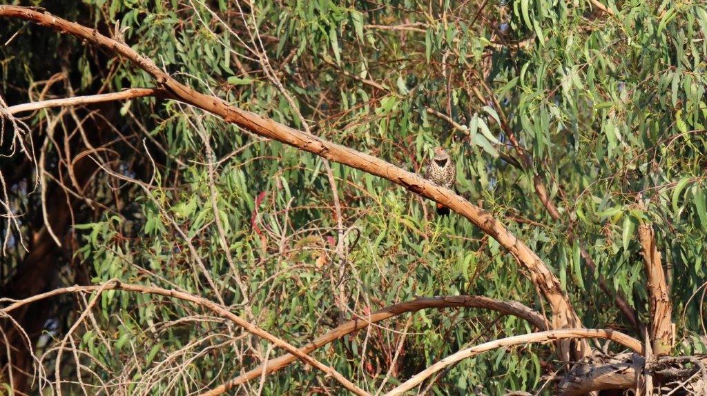 A bird on a branch

Description automatically generated