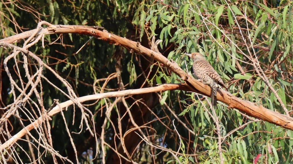 A bird on a branch

Description automatically generated