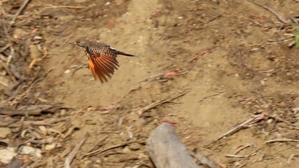 A bird flying over dirt

Description automatically generated