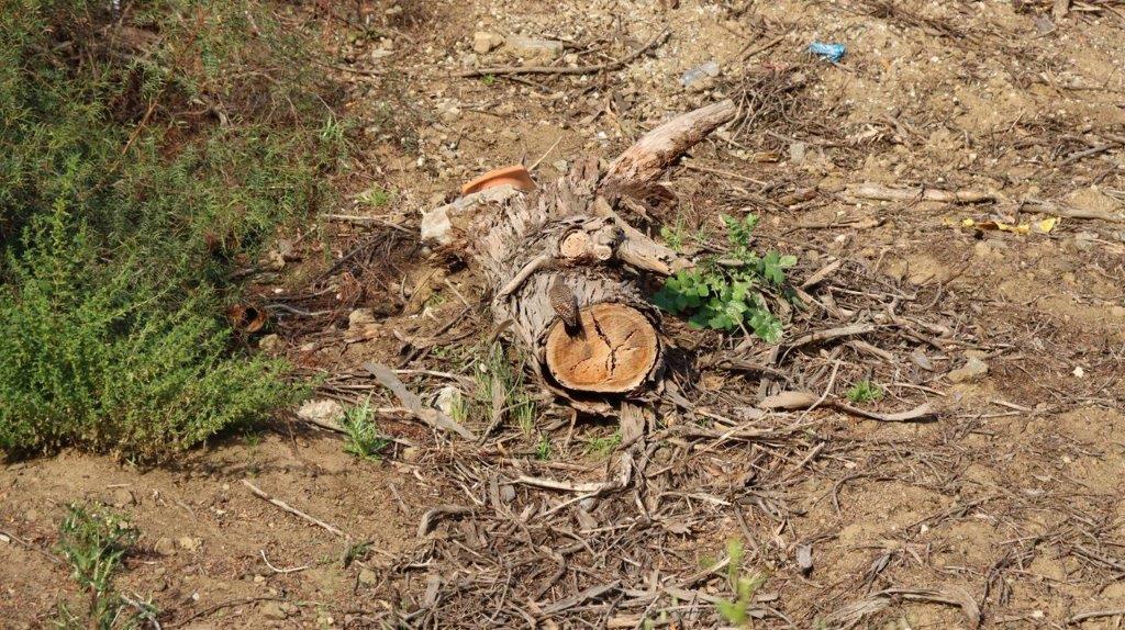 A tree stump on the ground

Description automatically generated
