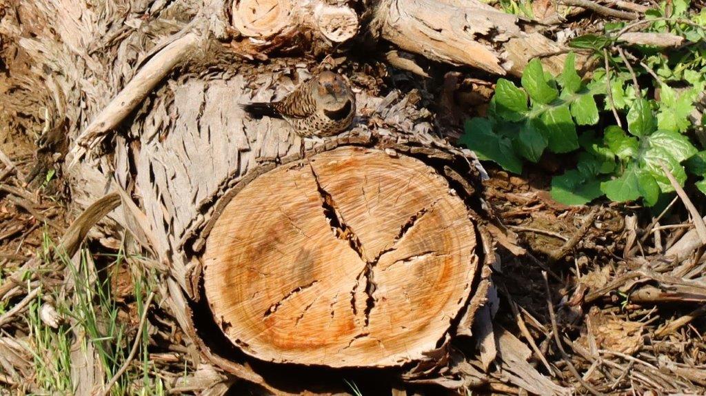 A tree stump with a bird on it

Description automatically generated