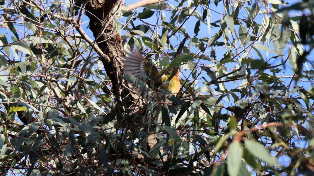 A bird flying in a tree

Description automatically generated