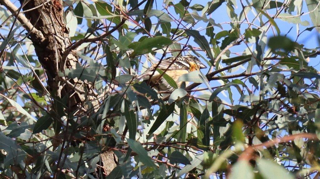 A bird sitting on a tree branch

Description automatically generated