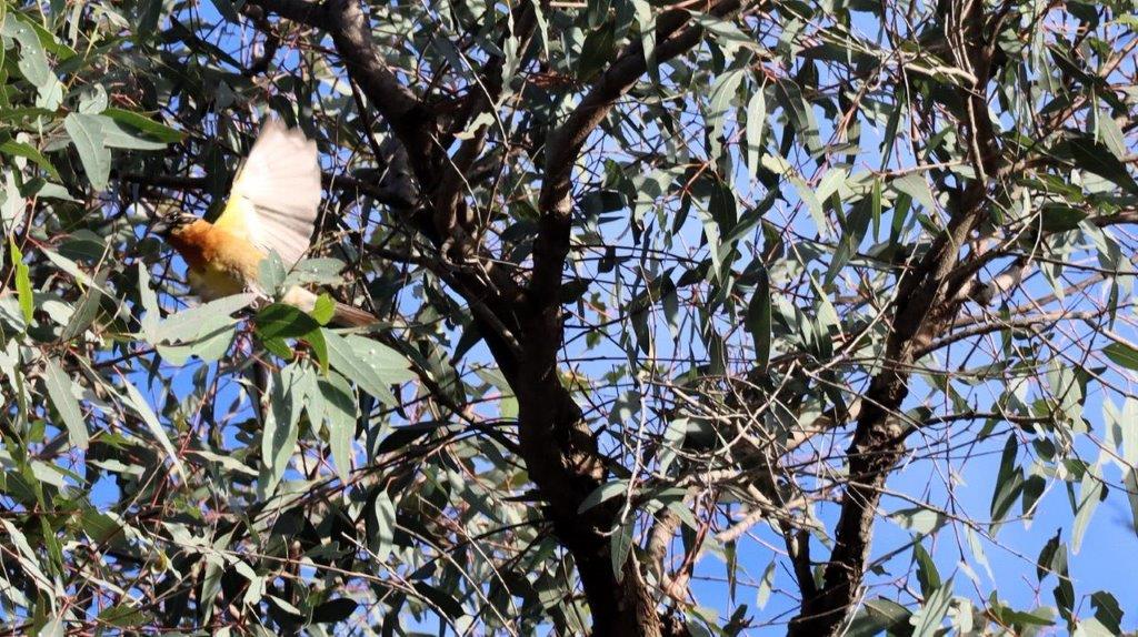 A bird flying in a tree

Description automatically generated