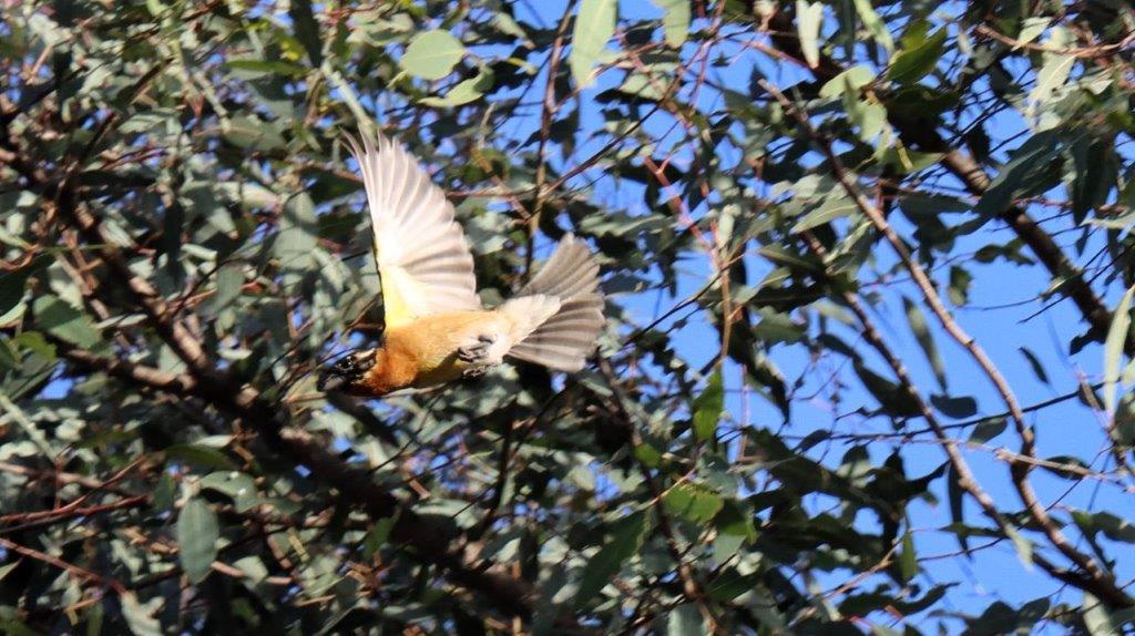 A bird flying in the air

Description automatically generated