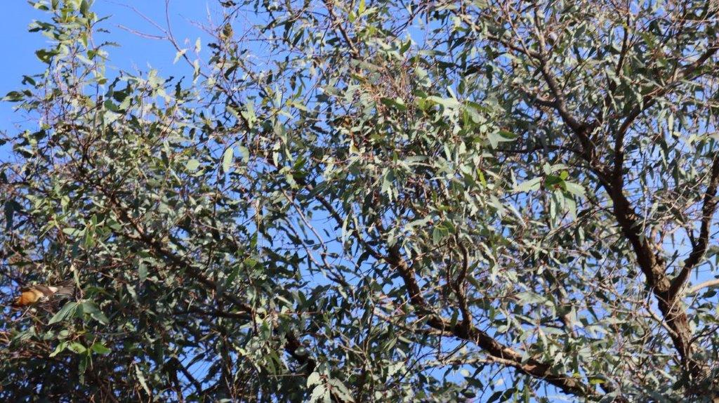 A tree with leaves on it

Description automatically generated