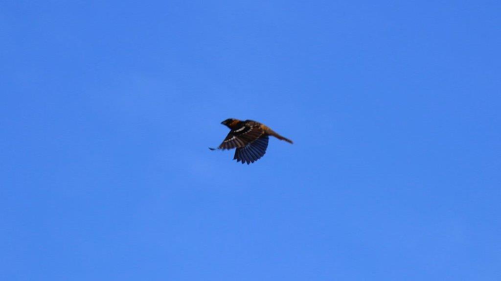 A bird flying in the sky

Description automatically generated