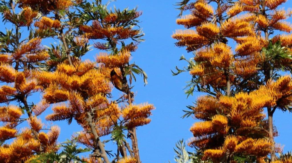 A tree with orange flowers

Description automatically generated