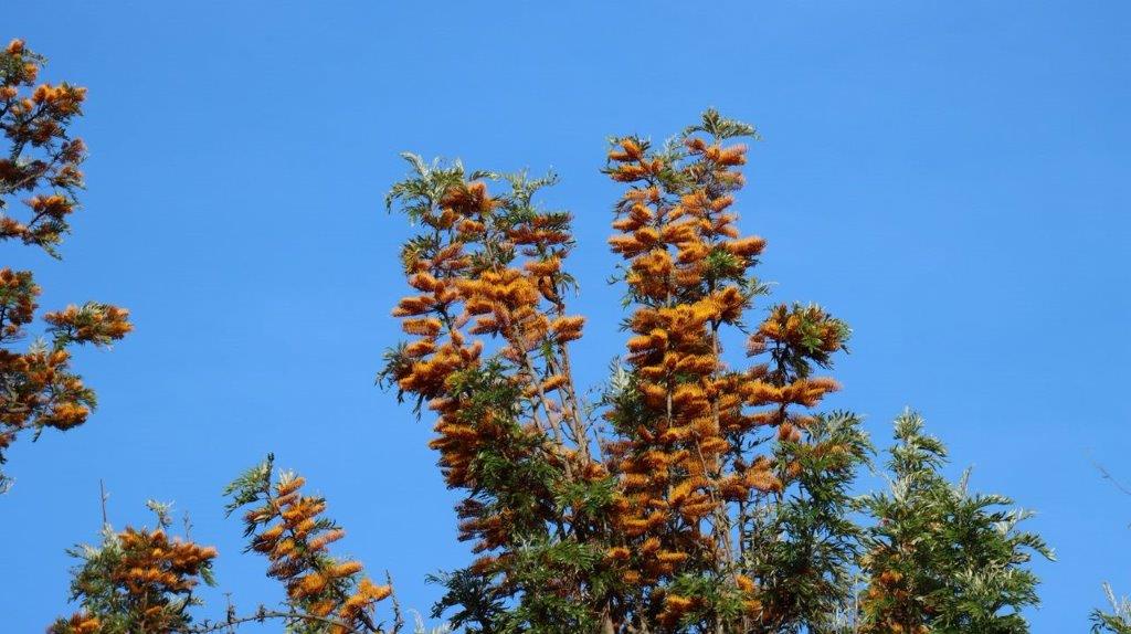 A tree with orange flowers

Description automatically generated