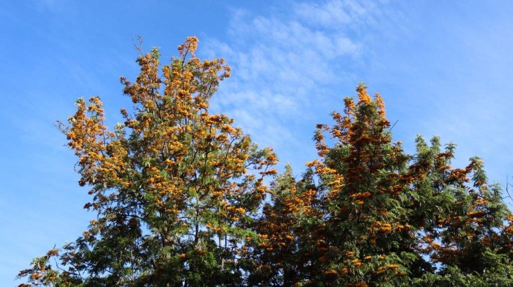 A group of trees with orange flowers

Description automatically generated