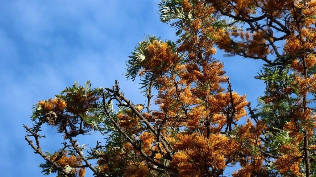 A tree with orange flowers

Description automatically generated