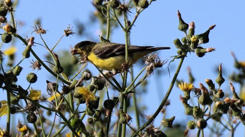 A bird on a plant

Description automatically generated