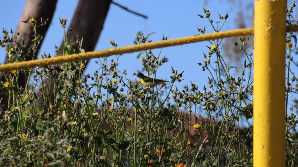 A bird sitting on a branch of plants

Description automatically generated