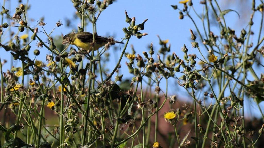 A bird on a plant

Description automatically generated