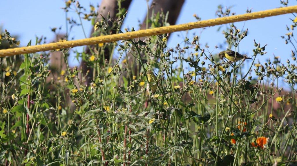 A yellow rope with flowers

Description automatically generated