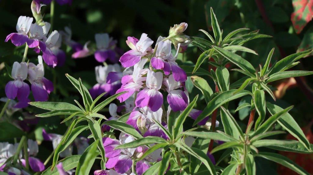 A close up of purple and white flowers

Description automatically generated