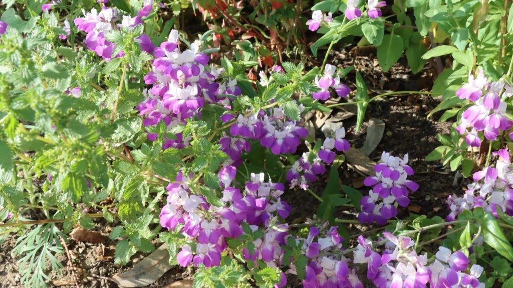 A close-up of purple and white flowers

Description automatically generated