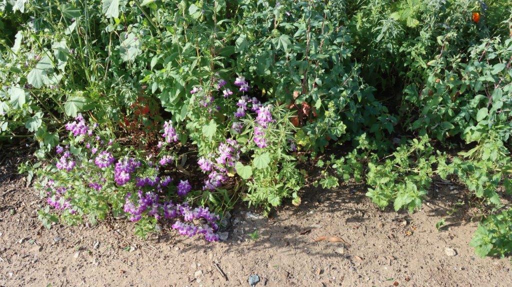 A close-up of a plant

Description automatically generated