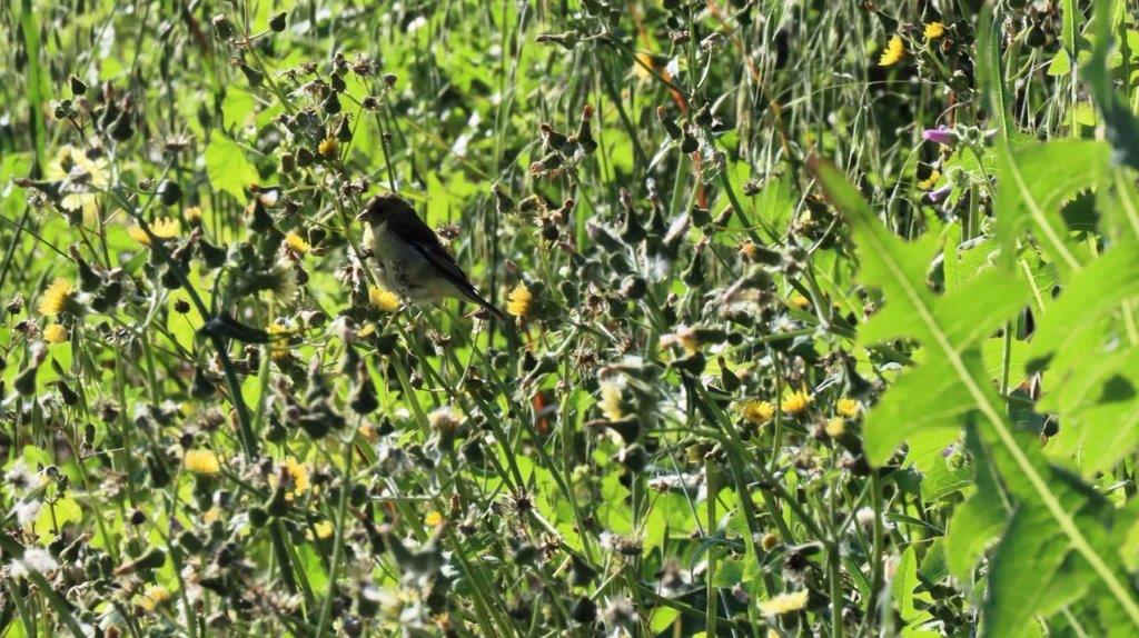 A bird sitting in a field of flowers

Description automatically generated