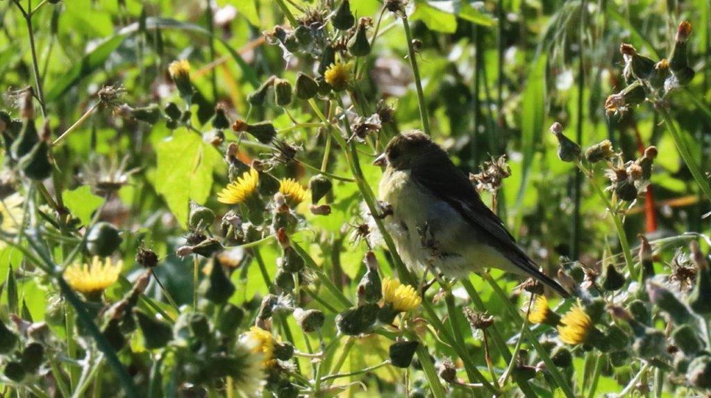 A bird on a plant

Description automatically generated