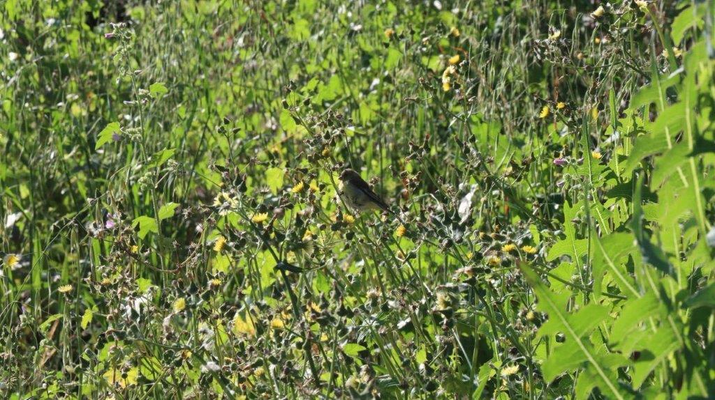 A bird sitting on a plant

Description automatically generated