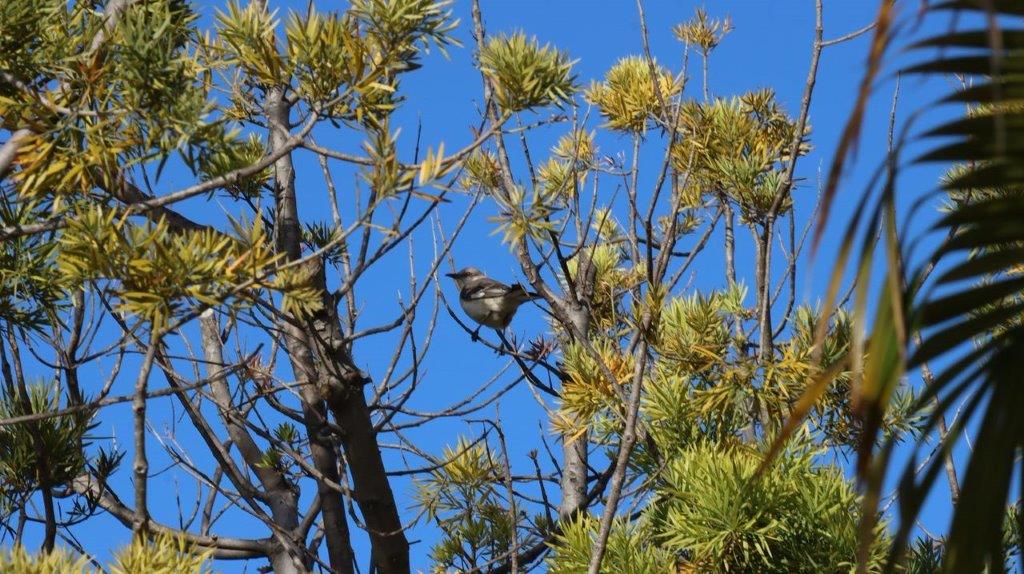 A bird sitting on a tree branch

Description automatically generated