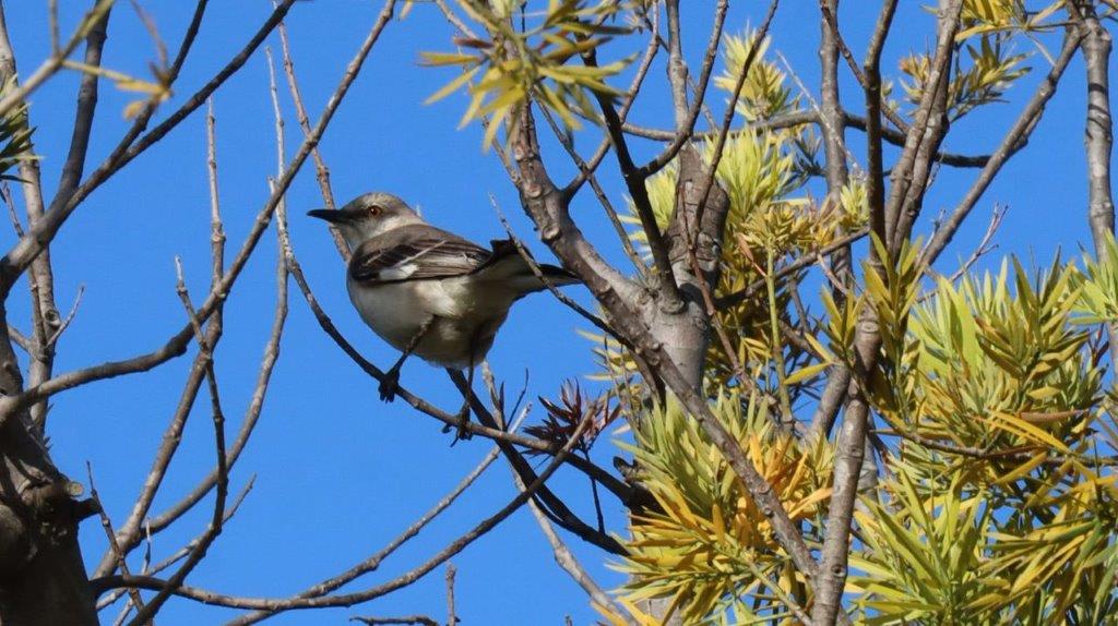 A bird sitting on a tree branch

Description automatically generated