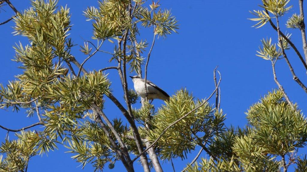 A bird sitting in a tree

Description automatically generated