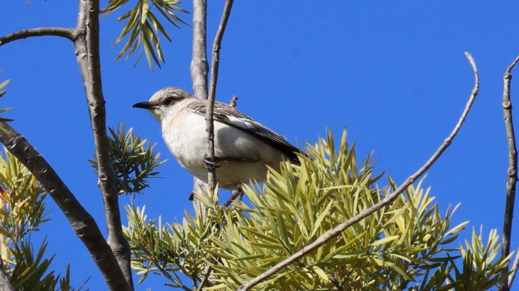 A bird sitting on a branch

Description automatically generated