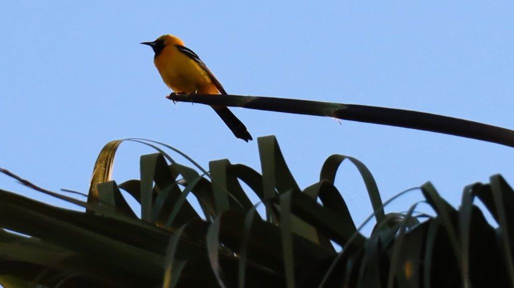 A bird sitting on a branch

Description automatically generated