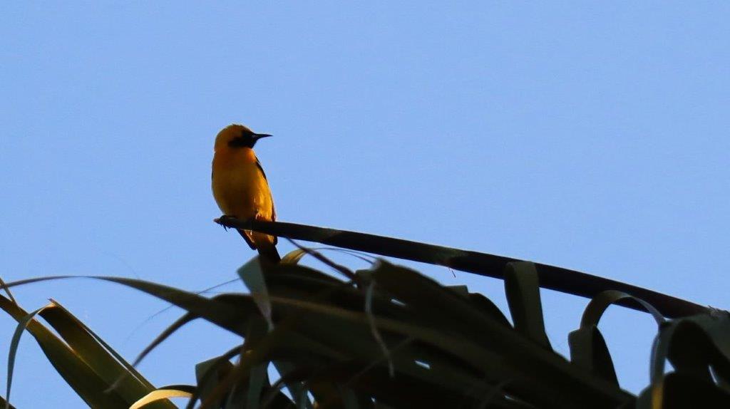 A bird sitting on a branch

Description automatically generated