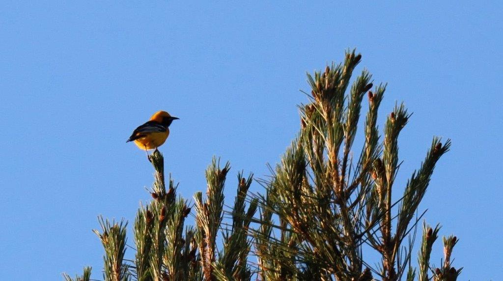 A bird perched on a branch

Description automatically generated