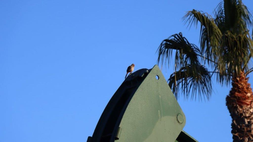 A bird on top of a green object

Description automatically generated