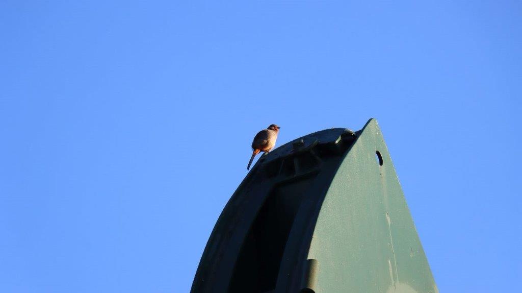 A bird on top of a green object

Description automatically generated