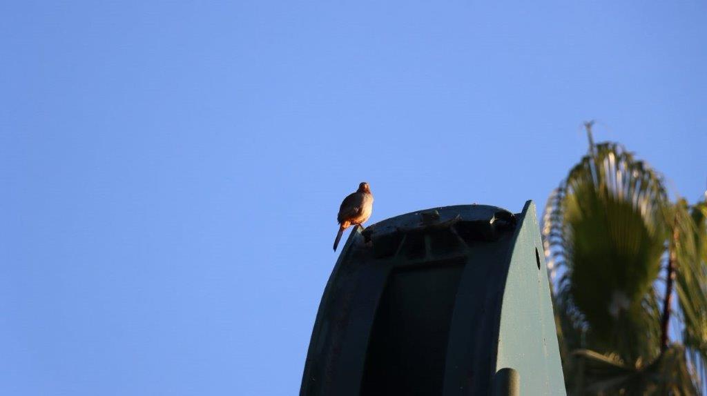 A bird sitting on a light

Description automatically generated