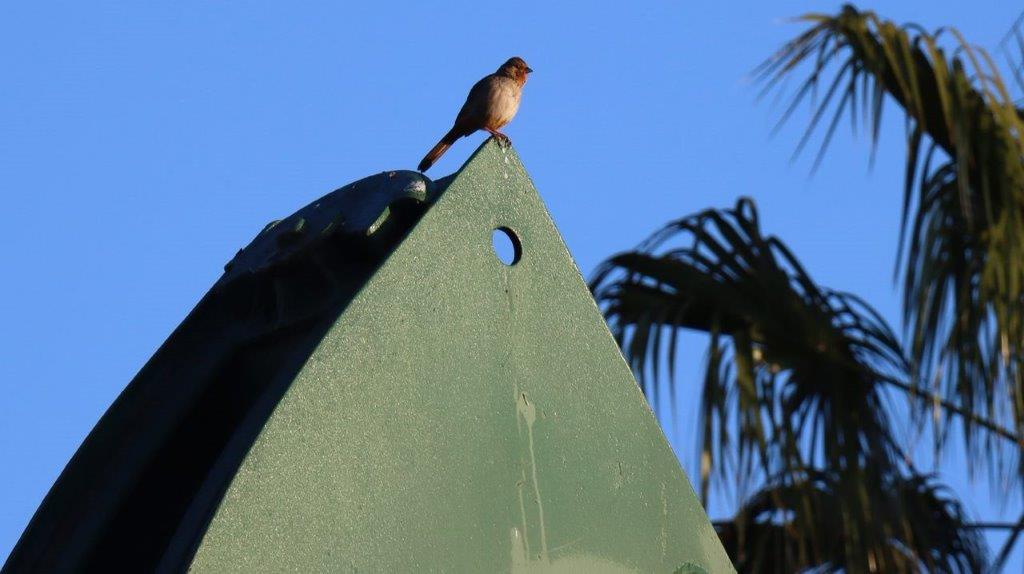 A bird standing on a green triangle

Description automatically generated