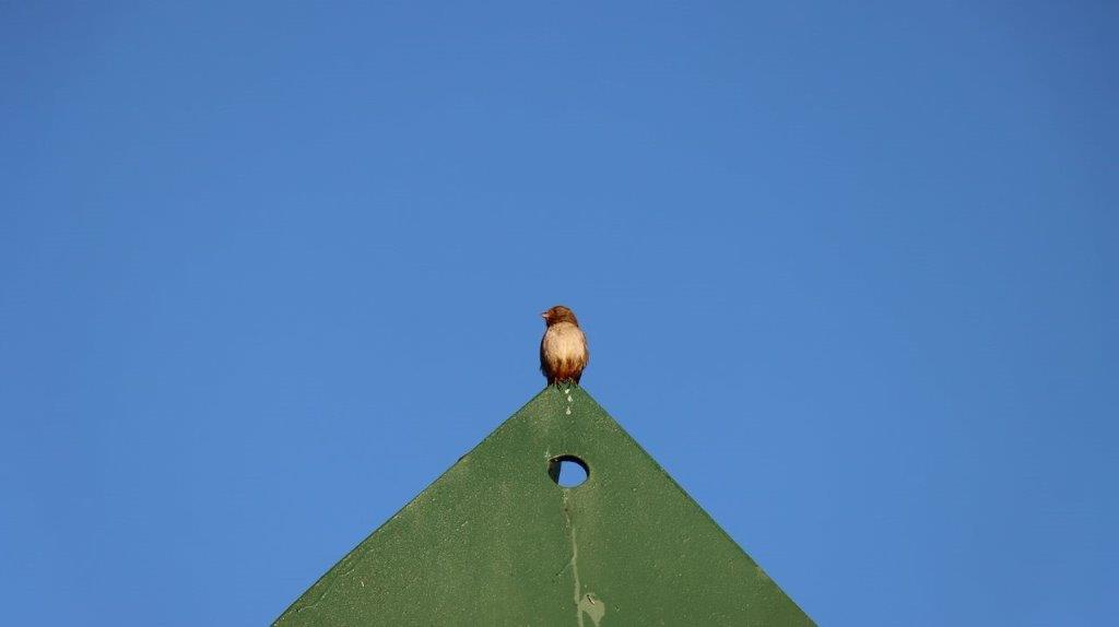 A bird on top of a green triangle

Description automatically generated
