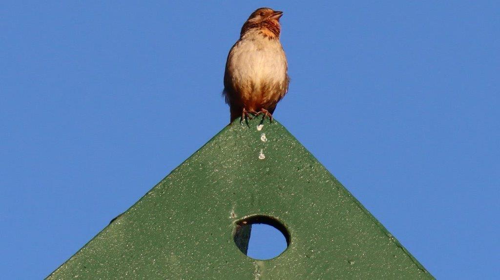 A bird perched on a green triangular object

Description automatically generated