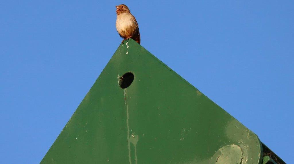 A bird perched on a green sign

Description automatically generated