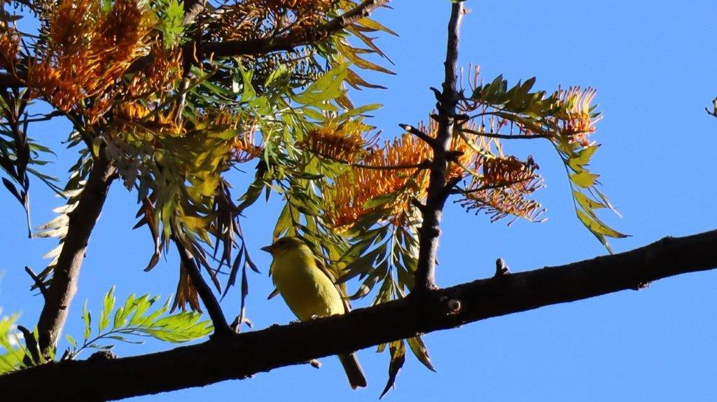 A bird on a branch

Description automatically generated