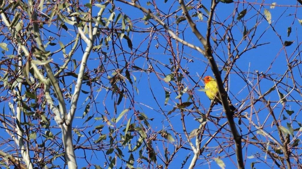 A bird sitting on a tree branch

Description automatically generated