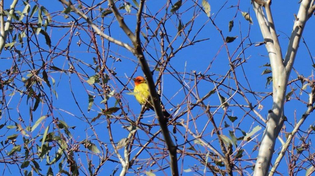 A bird sitting on a tree branch

Description automatically generated