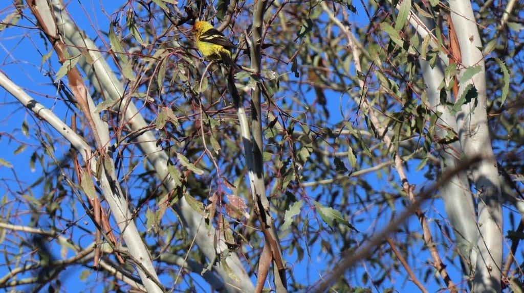 A bird sitting on a tree branch

Description automatically generated