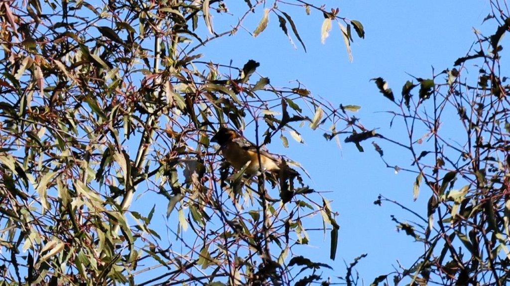 A bird sitting on a tree branch

Description automatically generated