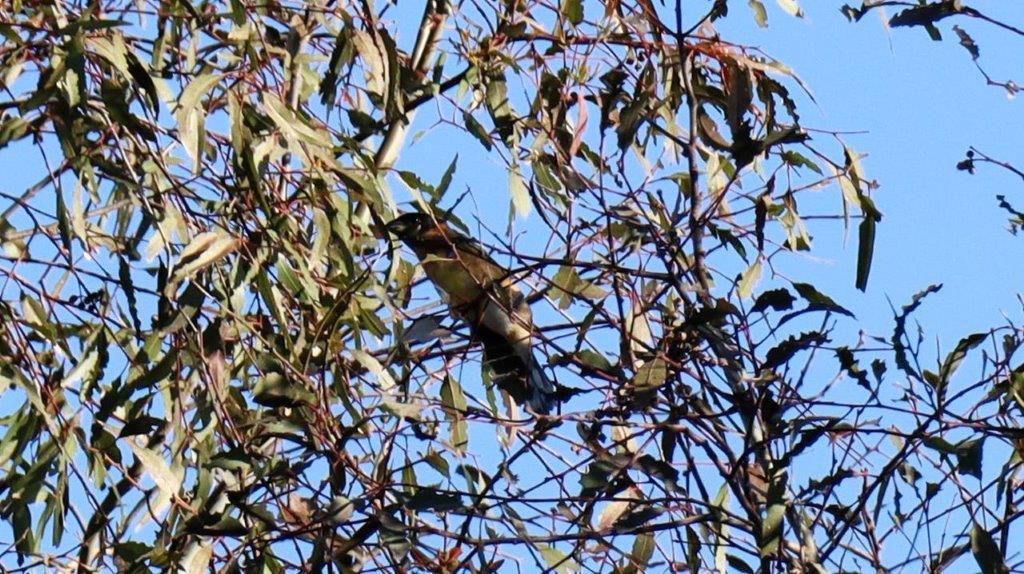 A bird in a tree

Description automatically generated