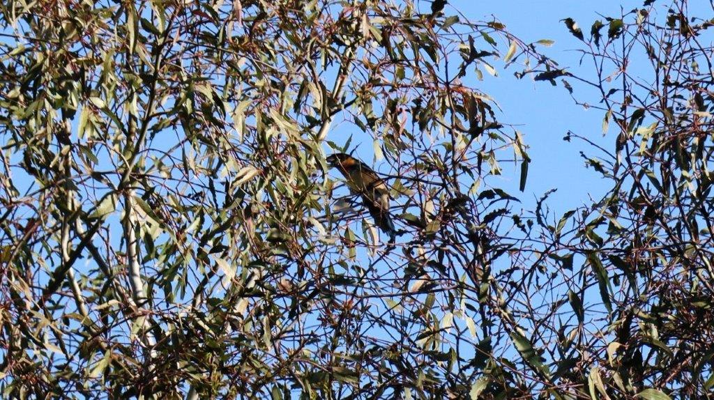 A bird sitting in a tree

Description automatically generated