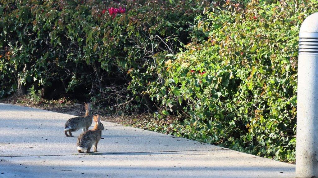 A group of rabbits on a sidewalk

Description automatically generated