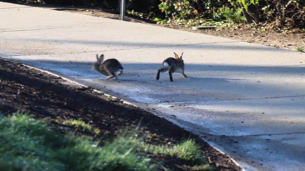Rabbits running on a sidewalk

Description automatically generated